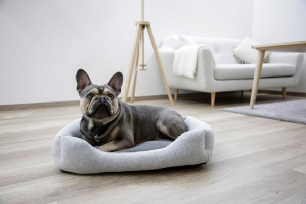 Hundebett Kerbl Graphene antibakteriell - Körbchen waschbar für Hunde und Katzen, für Allergiker geeignet